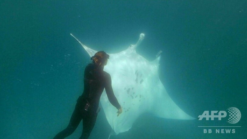 巨大マンタがダイバーに 助けて 釣り針を抜いてもらう 豪西海岸 写真1枚 国際ニュース Afpbb News