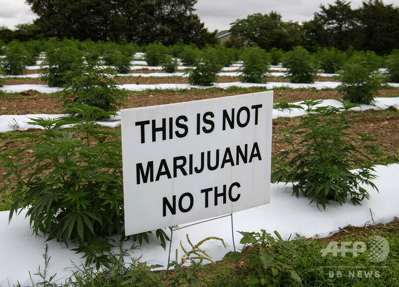 大麻とは違う ヘンプの栽培農家 飽和市場や泥棒に苦戦 米国 写真6枚 国際ニュース Afpbb News 大麻とは違う ヘンプの栽培農家 飽和市場や泥棒に苦戦 米国 写真6枚 国際ニュース Afpbb News
