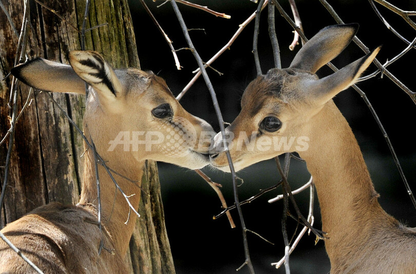 絶滅の危機にひんするダマガゼル 独フランクフルト 写真1枚 国際ニュース Afpbb News