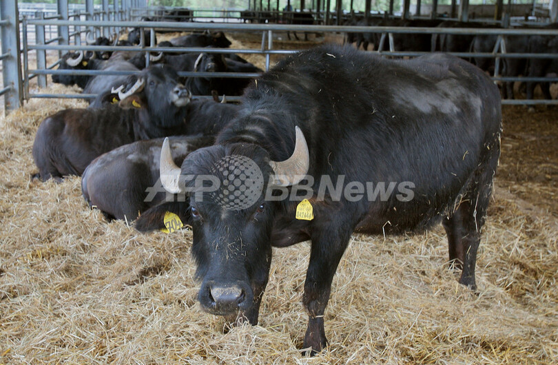 イタリア、水牛農場を検査、20か所で基準値超えるダイオキシン