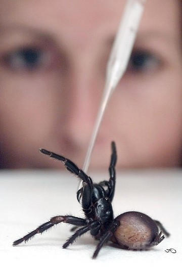 世界最悪級の毒グモにかまれた少年、抗毒素12びん投与され生還 豪 世界最悪級の毒グモにかまれた少年、抗毒素12びん投与され生還 豪