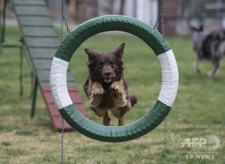 警察犬目指し訓練に励む0匹の犬 生後50日のゴールデンも チリ 写真34枚 国際ニュース Afpbb News