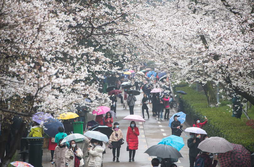 武漢大学で桜が満開 花見客の受け入れ始まる 写真10枚 国際ニュース Afpbb News