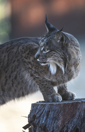 イベリアオオヤマネコを絶滅から救う捕獲飼育作戦 スペイン 写真25枚 国際ニュース Afpbb News