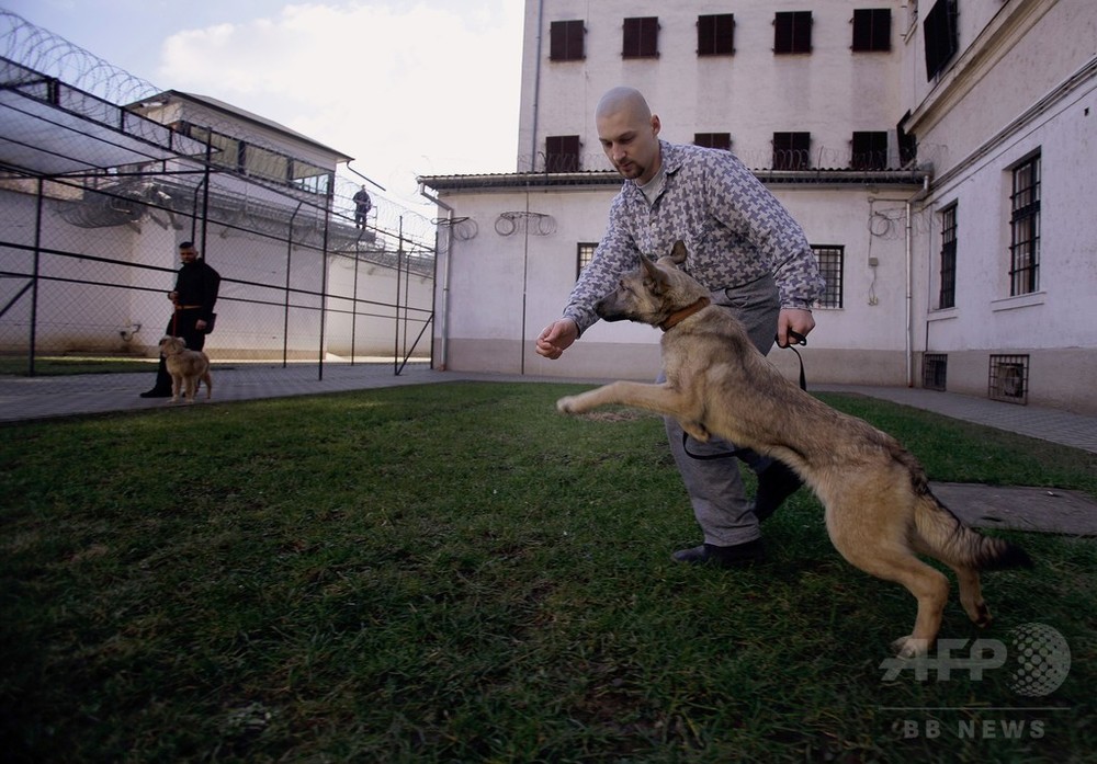 囚人と捨て犬が助け合う ハンガリーの刑務所 写真9枚 国際ニュース Afpbb News