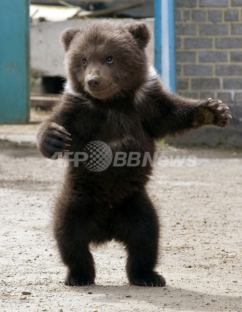 ひとりであんよ」上手でしょ？ロシアのクマの赤ちゃん 写真2枚 国際
