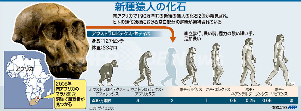 図解 新種猿人 アウストラロピテクス セディバ 写真1枚 国際ニュース Afpbb News