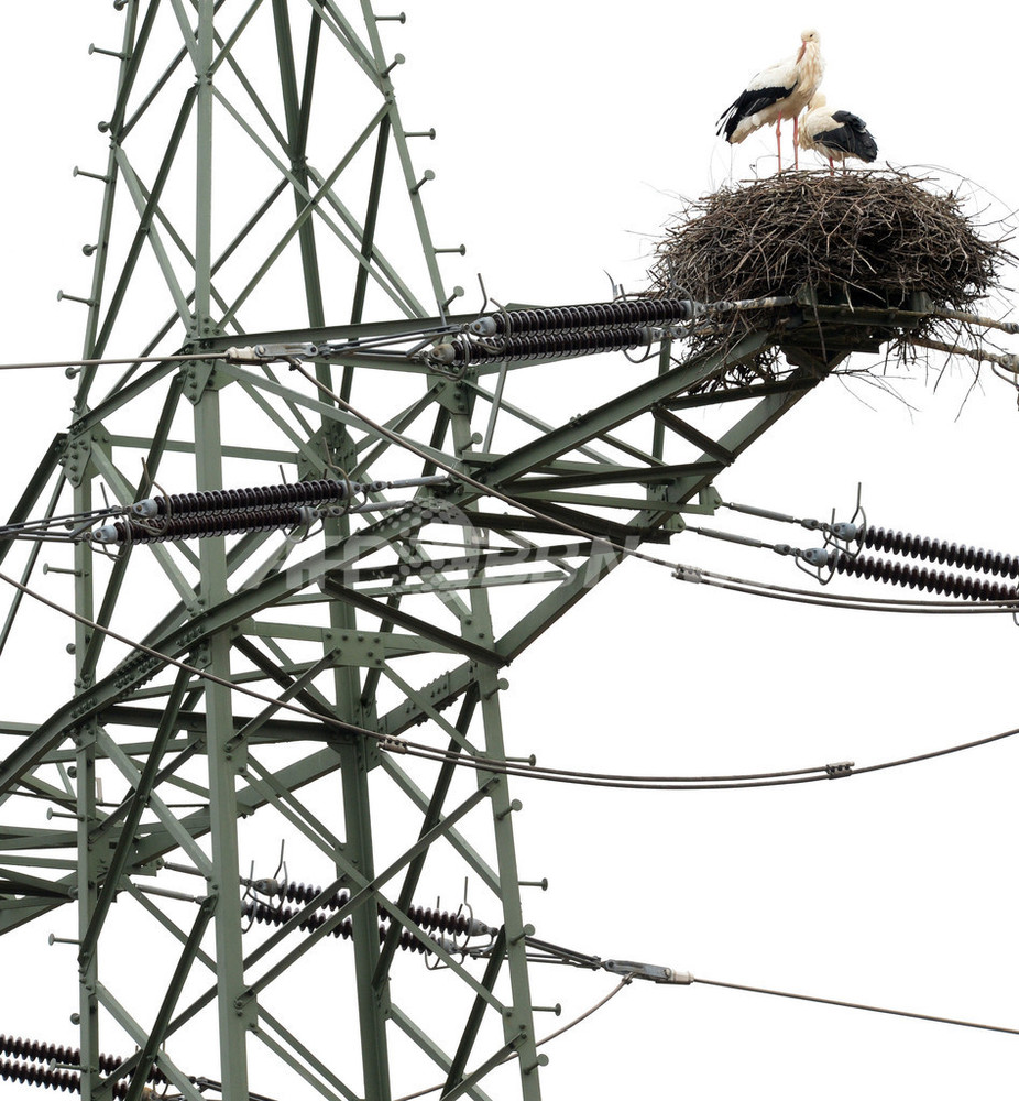 落っこちないでね！送電鉄塔にコウノトリの巣 写真4枚 国際ニュース