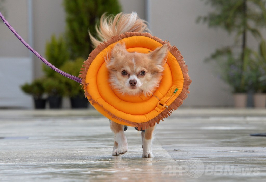 犬がライオンに変身！都内デパートで記念行事