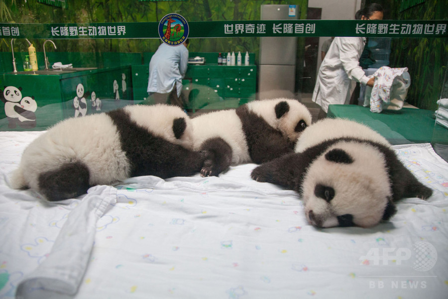 【特集】おもしろ動物写真集～癒やし系から仰天系まで～