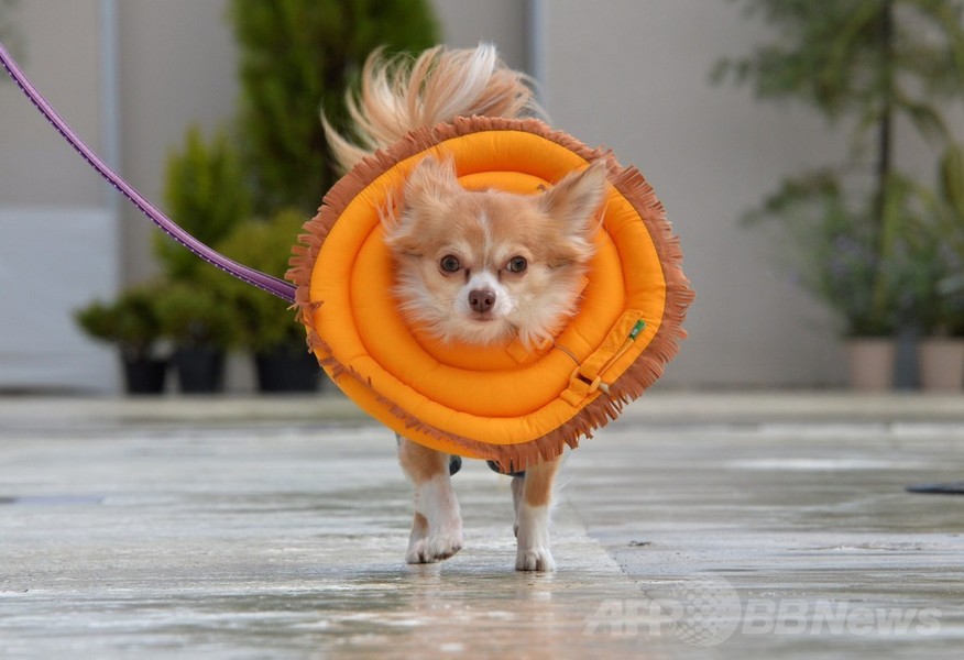 犬がライオンに変身！都内デパートで記念行事