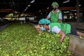 スリランカ・ラトゥナプラの茶園で働く作業員ら（2021年7月31日撮影）。(c)Ishara S. KODIKARA / AFP