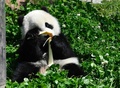 愛らしい姿をみせるパンダの子ども（2019年4月23日撮影）。(c)CNS/安源