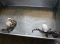 フィリピン・パラワン（Palawan）島のプエルトプリンセサ（Puerto Princesa）にあるパラワン島野生生物保護センター（Palawan Wildlife Rescue and Conservation Centre）で、人工ふ化により誕生したばかりの淡水ワニ（2014年6月6日撮影）。(c)AFP/TED ALJIBE