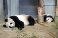 東京の上野動物園でジャイアントパンダの「シャンシャン」（右）と過ごしていた頃の「シンシン」（2017年12月18日撮影）。(c)Yoshikazu TSUNO / POOL / AFP