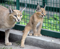 ドイツ・ベルリン（Berlin）にある動物園の飼育施設の中に腰を下ろすカラカルの赤ちゃん「リリー（Lilly、右）」と母親のアマンダ（Amanda、2009年9月25日撮影）。(c)AFP/DDP/MARGARETHE WICHERT