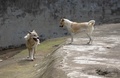 一緒に生活するオオカミと犬（2019年5月8日撮影）。(c)CNS/張暢