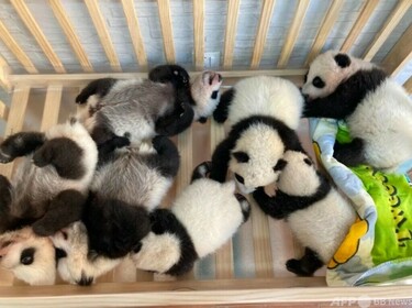 中国陝西で今年7頭の赤ちゃんパンダが誕生 写真1枚 国際ニュース
