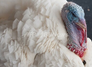 感謝祭、ベジタリアンに「感謝している」七面鳥 写真1枚 国際ニュース