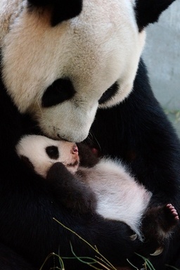 意外に鋭い 目を見開く赤ちゃんパンダの写真公開 台湾の動物園 写真3枚 ファッション ニュースならmode Press Powered By Afpbb News