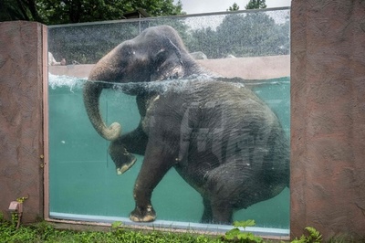 Swimming trunks: transparent tank shows paddling pachyderms