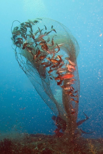 ハナダイと奮闘中、フランス唯一の「観賞魚」漁師
