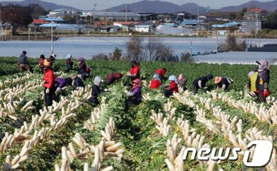 韓国の農漁村、60代以上が71％…働く若者がいない