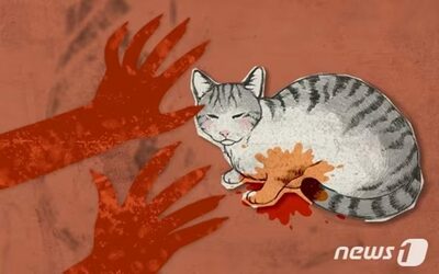嫁の出産中に飼い猫を捨てた姑…韓国・離婚切り出すと夫は「子どもはどうする」