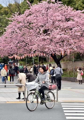 桜の起源に「韓国は無関係」、中国が日韓の論争に参戦