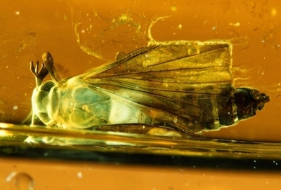 1億1000万年前の昆虫、琥珀から発見 スペイン