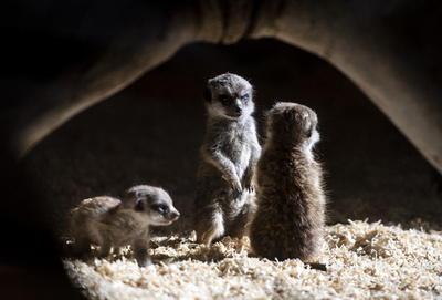 すくすく育つ、ミーアキャットとフタコブラクダの赤ちゃん 伊ローマ動物園