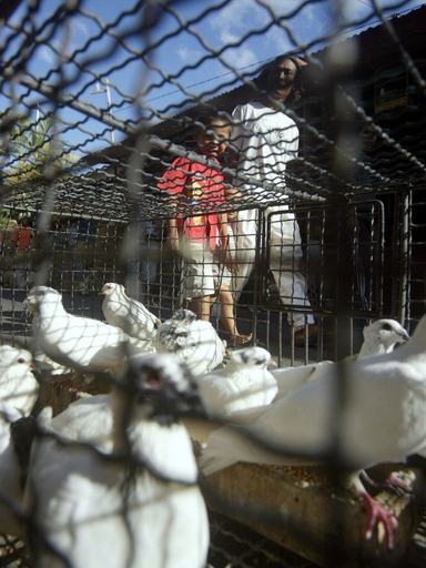 ＜鳥インフルエンザ＞H5N1型ウイルス標本を米製薬企業に売却へ - インドネシア