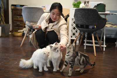 「空巣青年」に「雲養猫」　中国都市部の若者の暮らし