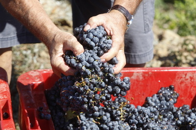 在仏の日本人ワイン農家夫妻に滞在延長許可、退去反対の署名5万人超