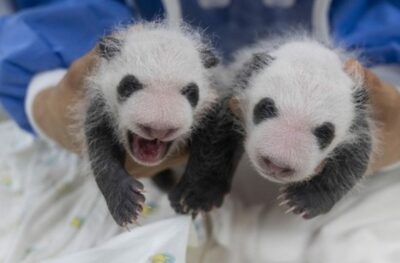 韓国初・双子パンダ、もうこんなに大きくなった