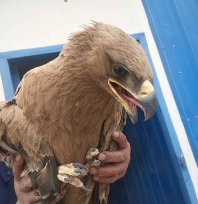 甘粛省で負傷したイヌワシを救助、国家一級保護動物