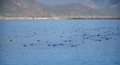 「渡り鳥の楽園」雲南の自然保護区に冬の使者が到来、環境保護活動の成果