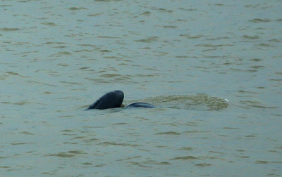 ネズミイルカが鳥インフルに感染、世界初か スウェーデン