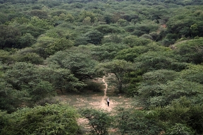 気候における森林の役割、考えられていたより大きかった 研究成果