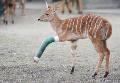 ギプスの脚で走り回るニアラの子ども、独ハノーバー動物園