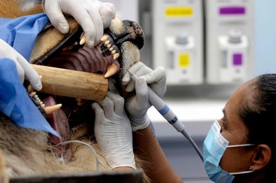 【今日の1枚】ライオンの歯石取り、間近で見学 メキシコ