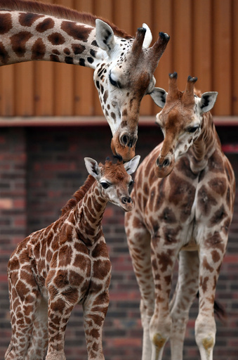 劣悪な英動物園が閉園へ、4年間で約500匹死ぬ