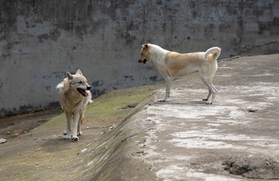 孤独なオオカミ、犬と同居で寂しさ和らぐ 武漢の動物園