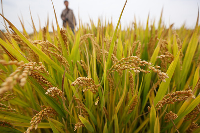 「北は洪水、南は干ばつ」 それでも2022年の中国の穀物生産量は0.5%増
