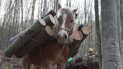 動画:暖炉用まき需要増、エネルギー危機で ブルガリアの冬支度