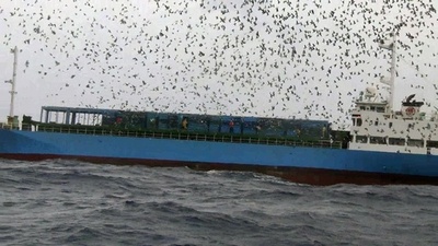 レース用ハトを誘拐して「身代金」要求、5人を逮捕 台湾