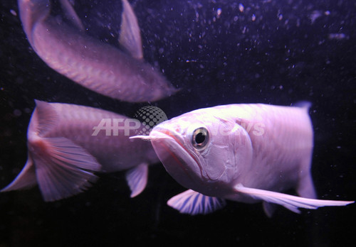 赤い竜に似た希少淡水魚 アロワナ アジアで人気沸騰 写真6枚 ファッション ニュースならmode Press Powered By Afpbb News