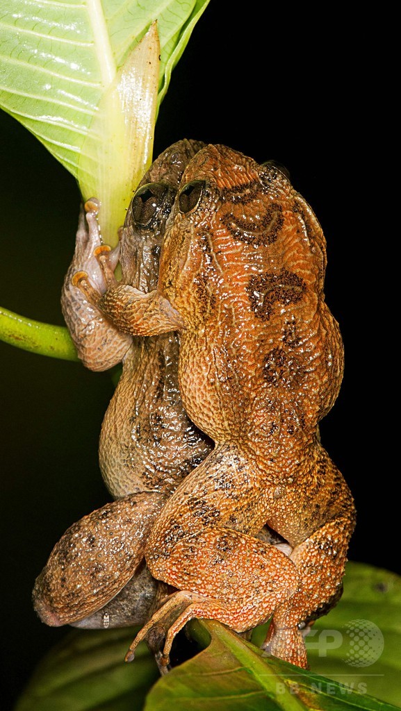 カエルの特異な交尾 体に触れない 7番目の体位 研究 写真2枚 国際ニュース Afpbb News
