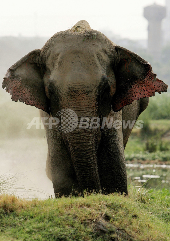2010年の「英連邦競技大会」がゾウに思わぬ影響 インド 写真6枚 国際ニュース:AFPBB News