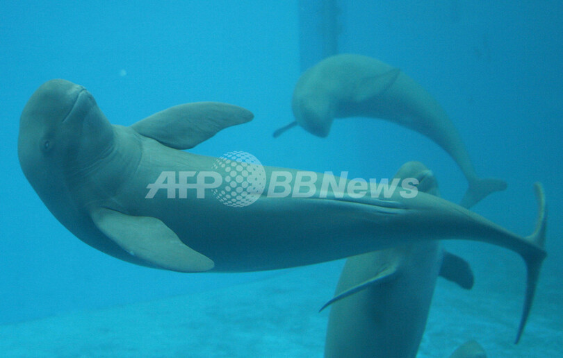 長江のスナメリ、生息数調査始まる